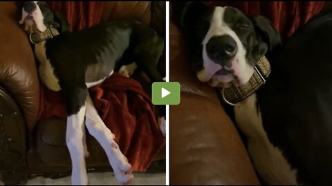 Snoring Great Dane sleep puppy will make you smile