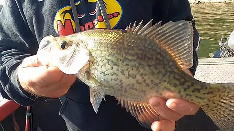 Catchin Crappies on Deep Wood Cover with Minnows