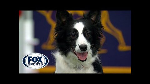 Watch 5 of the best WKC Dog Show moments to celebrate National Puppy Day | FOX SPORTS