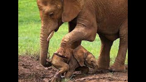 Amazing world Elephant rescues a baby elephant from crocodiles