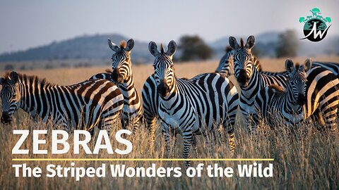 Zebras: The Striped Wonders of the Wild | Incredible Facts & Amazing Footage!