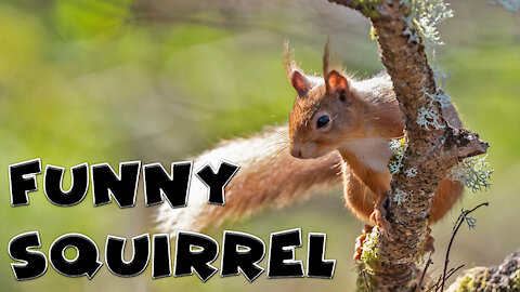 Funny Squirrels