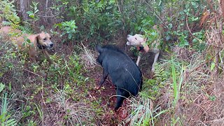 My PUPS caught this HOG!