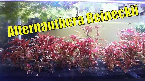 Why Alternanthera is the BEST Red Aquarium Plant.