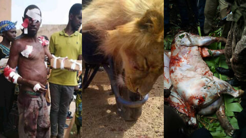 Lion Attack | This man killed a lion With his Bear hands In uganda | Lion Messes with Wrong Opponent