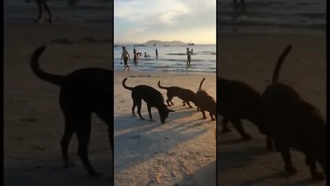 🐕 Dogs atraidos pelo cheiro da carne de cerdo... Saudade 🥰 da beira mar SC