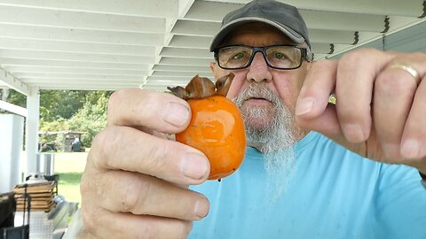 Can We Make Wine Out of Persimmons?