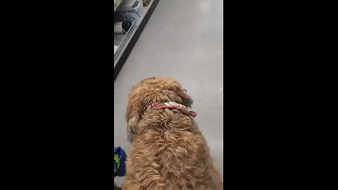 120lb Briard being walked by 2 year old.