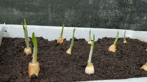 How to grow ginger, garlic, lemongrass at home