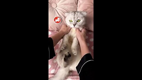 Funny cat