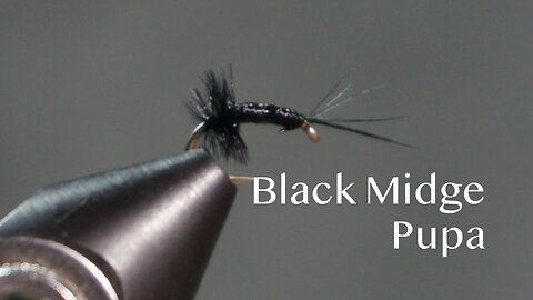 Black Midge Pupa