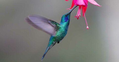 Top 10 Beautiful Humming Birds