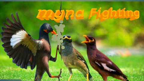 Myna birds fighting with each other