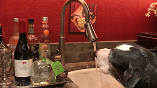 Clever Great Dane Asks For a Drink of Tap Water