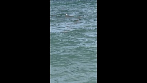 Las gaviotas en el Mar!