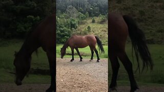 Beautiful bay brumby pony