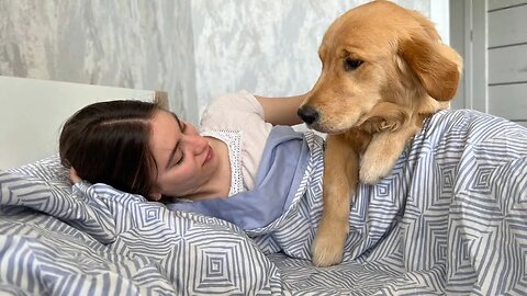 how my golden retriever puppy wakes me up