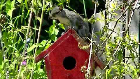 IECV NV #355 - 👀 Grey Squirrel Sitting On Top Of The Red Bird House Under The Tree Tree 5-26-2017