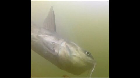 Ladyfish and a Catfish on the Baitcam