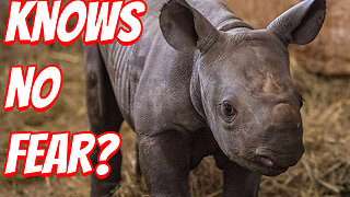 The Cutest Baby Rhinos!