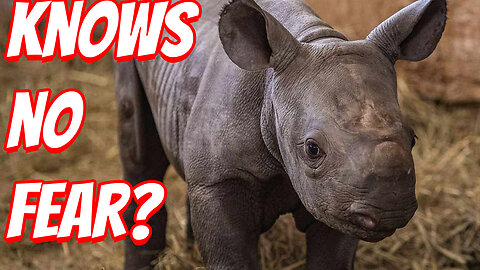 The Cutest Baby Rhinos!