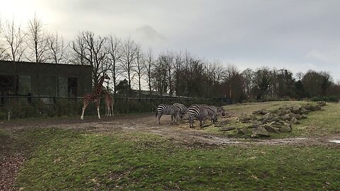 Giraffe and Zebra at Dublin Zoo