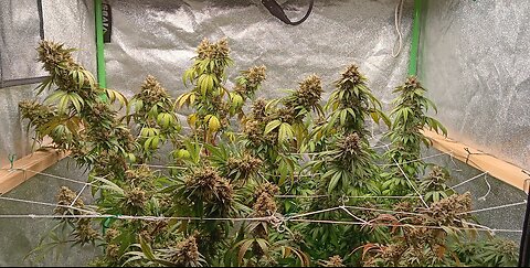 growing legal cannabis at home! #potoverpills #weed #sobriety