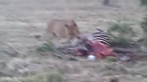 Zebra Provides A Lioness With A Hearty Meal