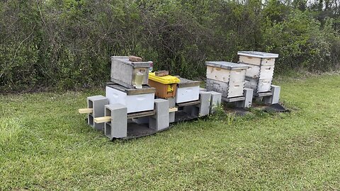 ELM GROVR APIARY! Beekeeping early days!