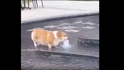 Dog Tries to Drink Water Like This