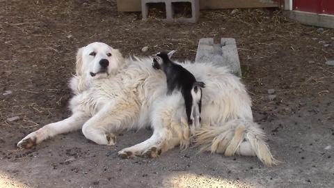 Dog Lovingly Babysits Cute Baby Goats