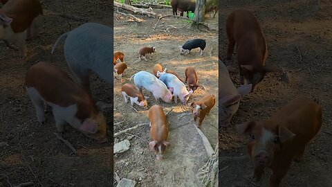 Breakfast in the Pig Pen @UncleTimsFarm #kärnəvór #carnivore #shorts #hereford #freerangepigs