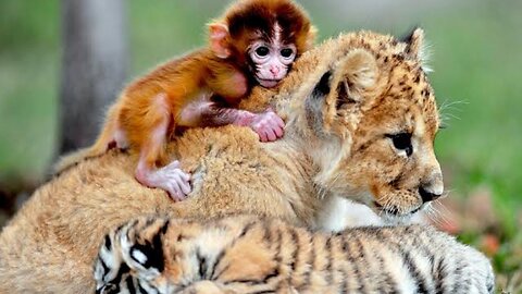 Monkey is Playing With Tiger |شادی همرای پلنگ ساعت تیری میکنند