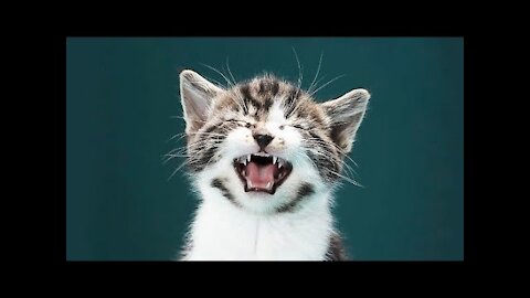 Kitten cat meowing sound effect to call your cat