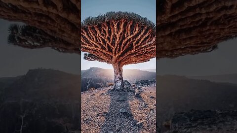 Socotra Island