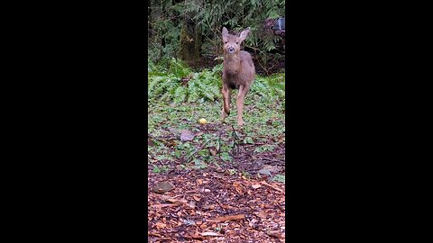 Orphaned Deer. #wildlife #deer #Shorts #short