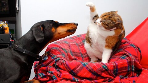 The dog chased the cat around the table, knocking over a vase loudly