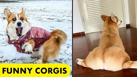 Oh no Oh no Oh no no no song | corgi TikTok compilation 2021