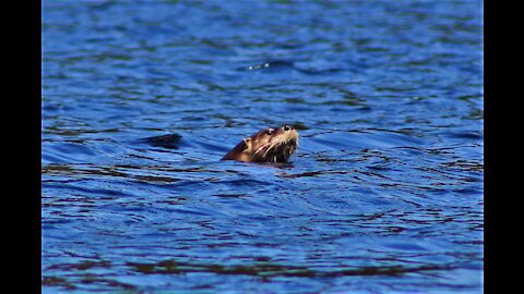 Otter Family