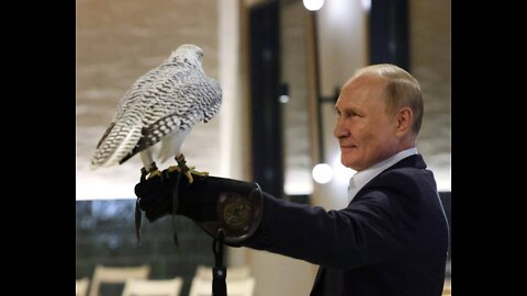 BREAKING! Western Media: Putin Tortures and Weaponises Animals - Gyrfalcon!