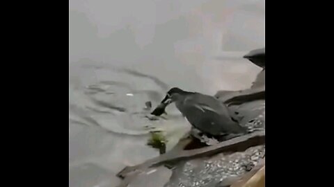 🐦 Clever bird alert! Watch as this feathered genius uses bread to lure fish 🎣🍞