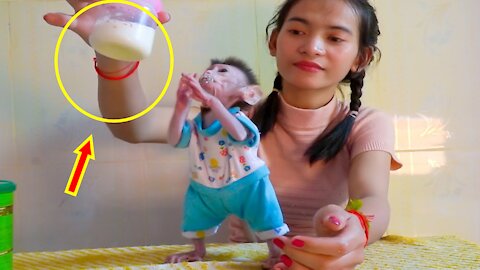 Baby Chaly Can Stand.Hand,Up Request Milk- Monkey Animals 057