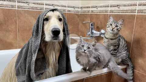 Funny Kittens' Reaction to a Golden Retriever Taking a Bath