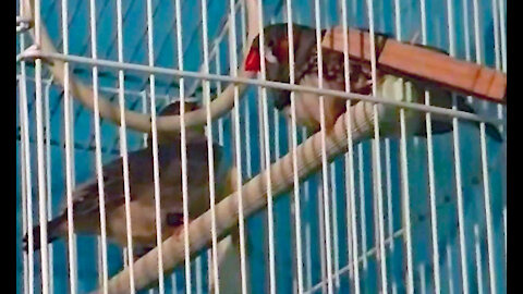 IECV PBV #35 | 👀 Finches Grooming And Lovebirds Trying To Sleep 2-19-2016