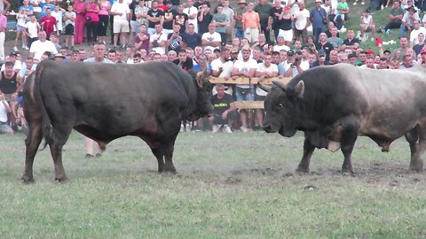 Medonja od Pračalića vs Jelenko od Ramljaka Kruščica 2024