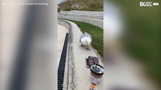 Cheeky seagull nabs purse from unsuspecting woman