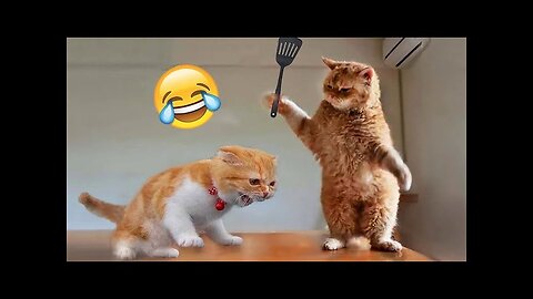 Funniest Animals 2023😆 and Dogs Videos New Funny Cats