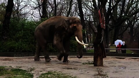 Elefants 🐘 at the Zoo Berlin 🐘