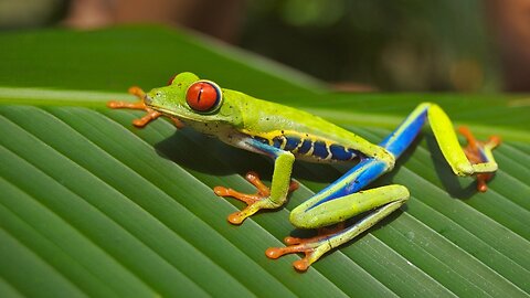 Famous Costa Rican Red Eye Teree Frog | Nature is Beautiful