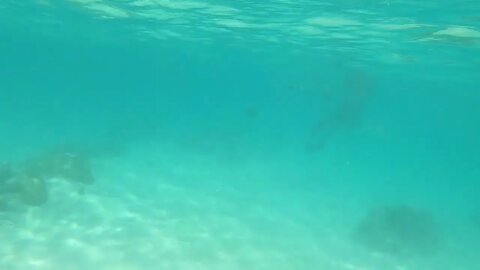 Dana Snorkeling Coral Reefs in Moorea Lagoon - 29 Sep 2022-1